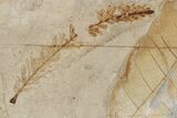 Fossil Plant (Metasequoia, Fagus) Plate - McAbee, BC #248842-1